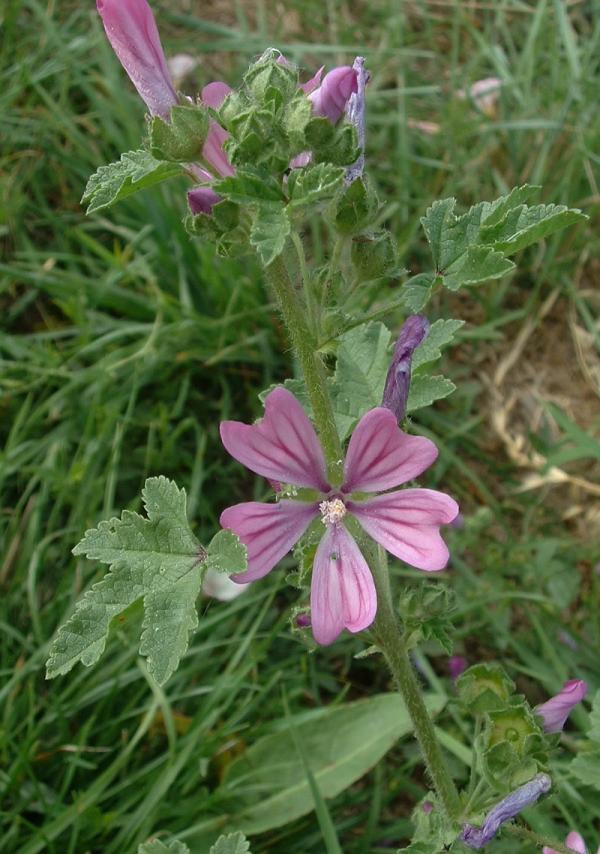 Mauve (Malva) — photo botanique