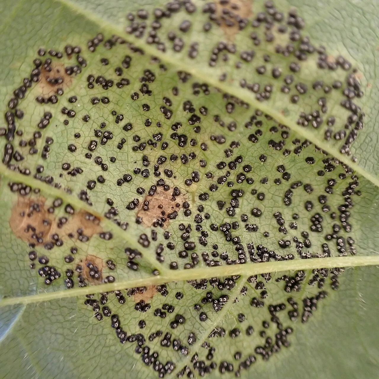 Mamianiella coryli (Mamianiella coryli) — photo mycologique