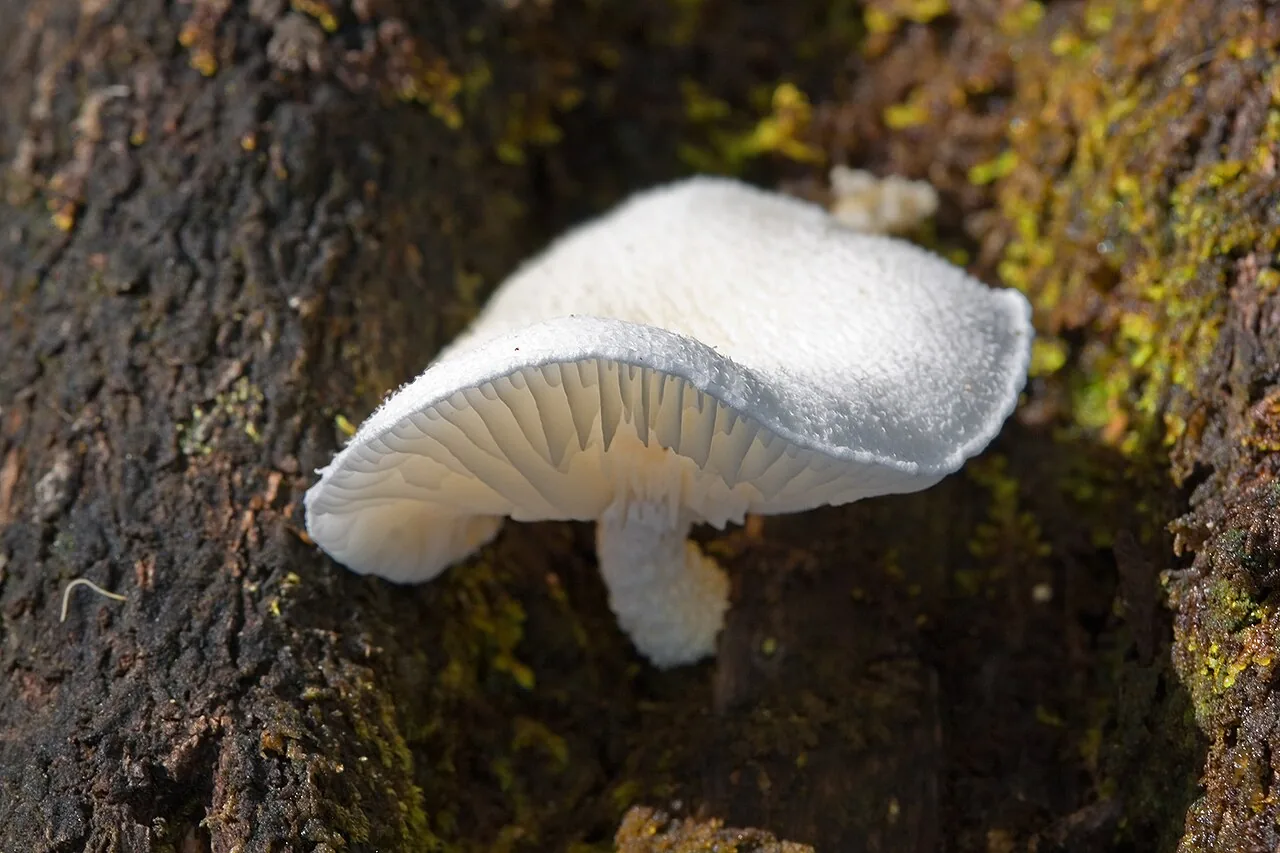 Manuripia bifida (Manuripia bifida) — photo mycologique