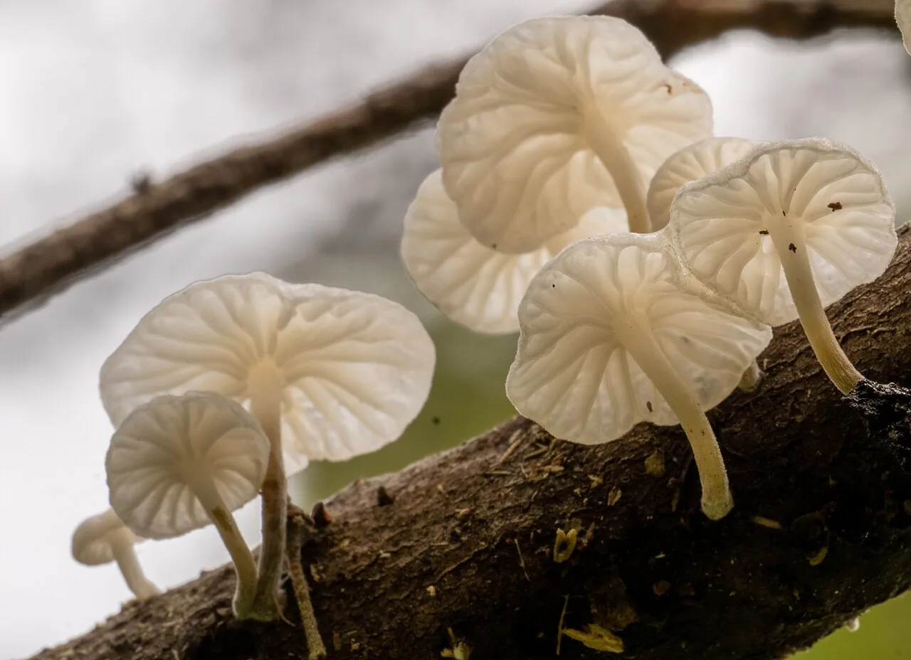 Marasmiellus candidus (Marasmiellus candidus) — photo mycologique