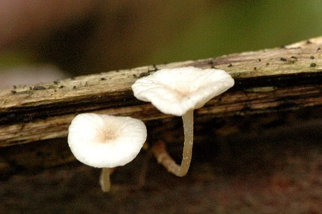 Marasmiellus filopes (Marasmiellus filopes) — photo mycologique
