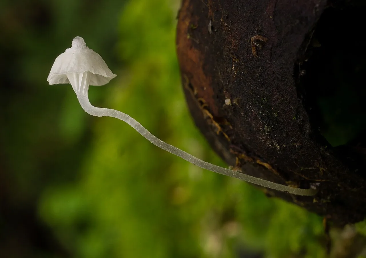 Marasmiellus pseudogracilis (Marasmiellus pseudogracilis) — photo mycologique