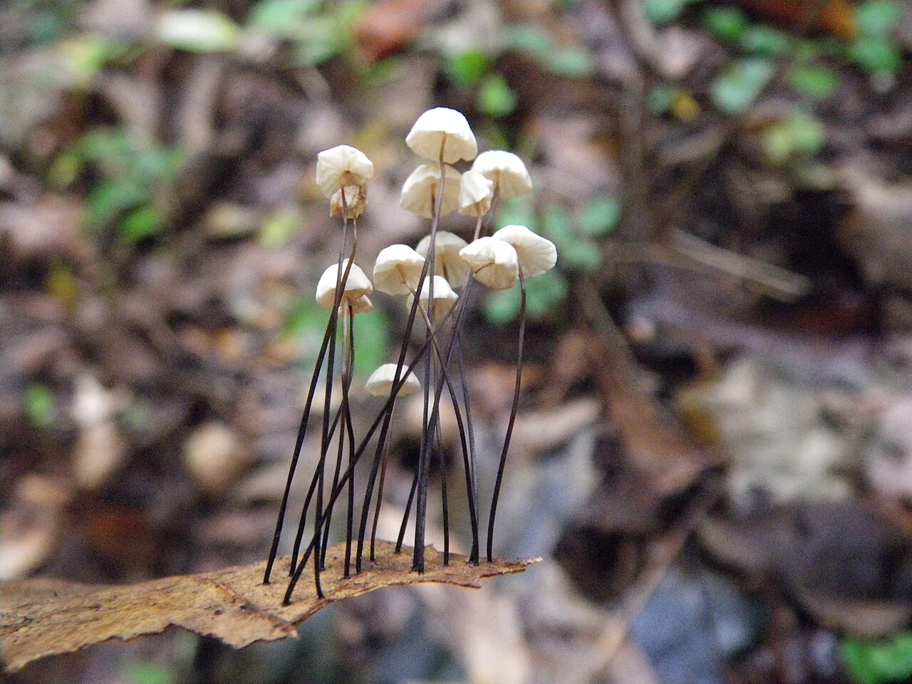 Marasmius capillaris (Marasmius capillaris) — photo mycologique