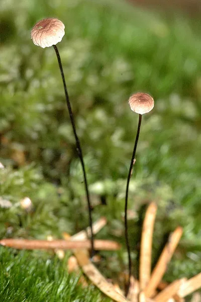 Marasmius cespitum (Marasmius cespitum) — photo mycologique