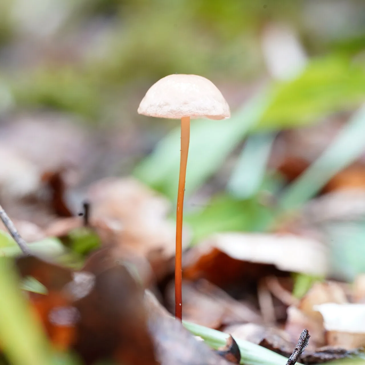 Marasmius cohaerens (Marasmius cohaerens) — photo mycologique