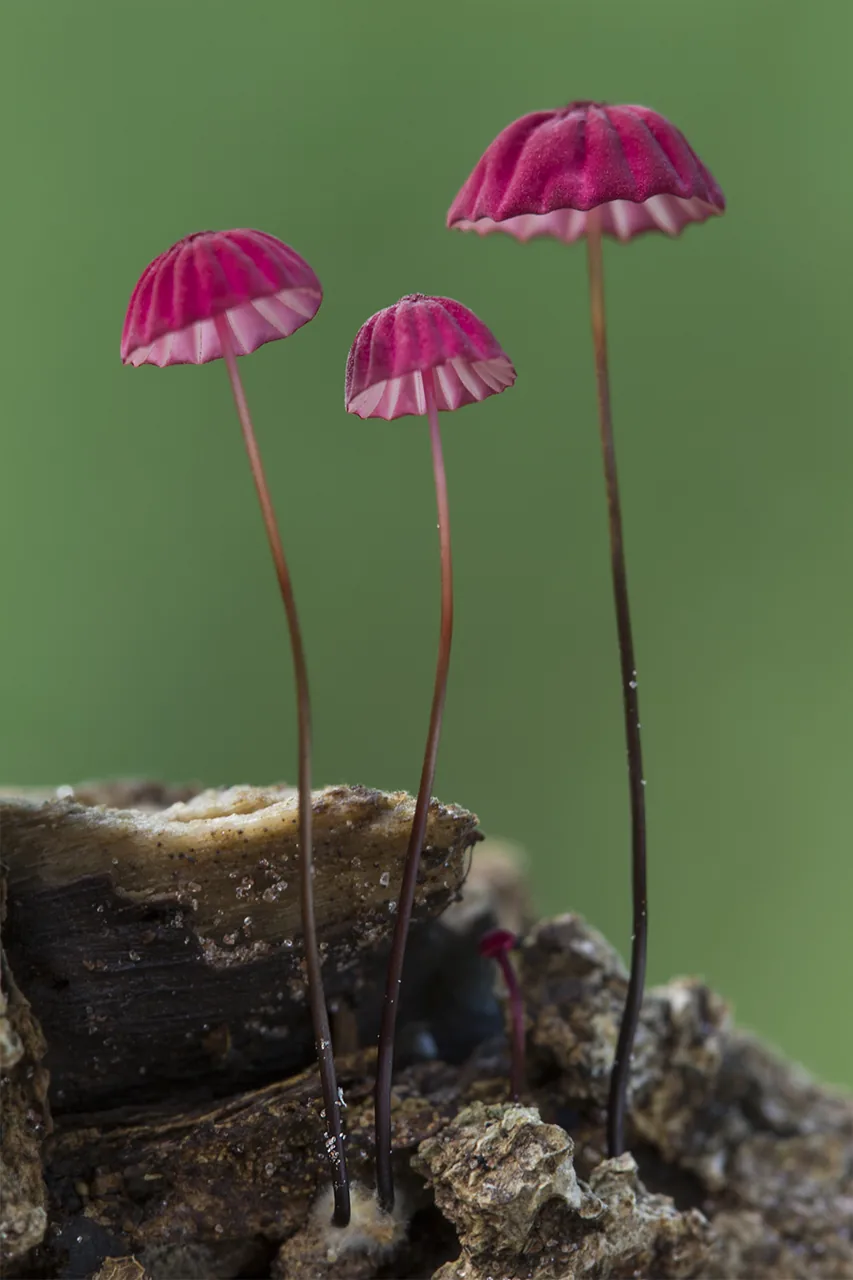 Marasmius haematocephalus (Marasmius haematocephalus) — photo mycologique