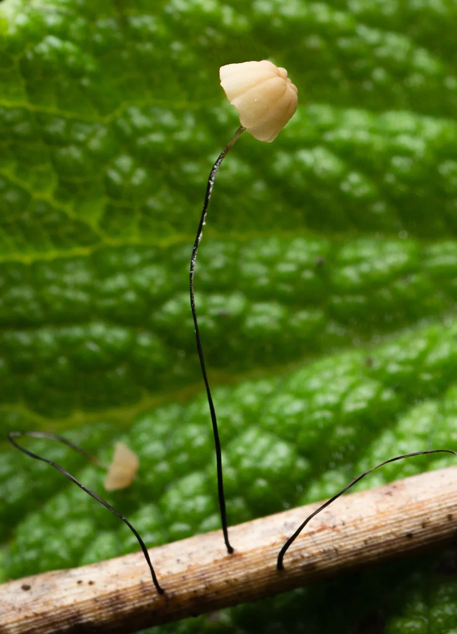 Marasmius limosus (Marasmius limosus) — photo mycologique