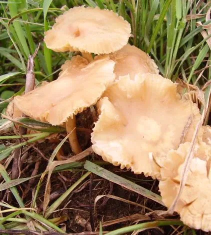 Marasmius luteoolivaceus (Marasmius luteoolivaceus) — photo mycologique