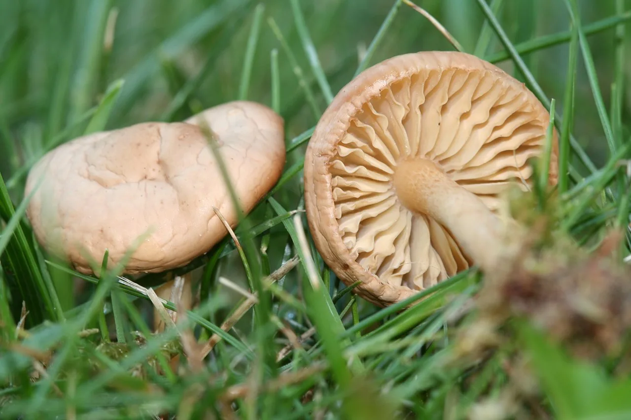 Faux mousseron (Marasmius oreades) — photo mycologique