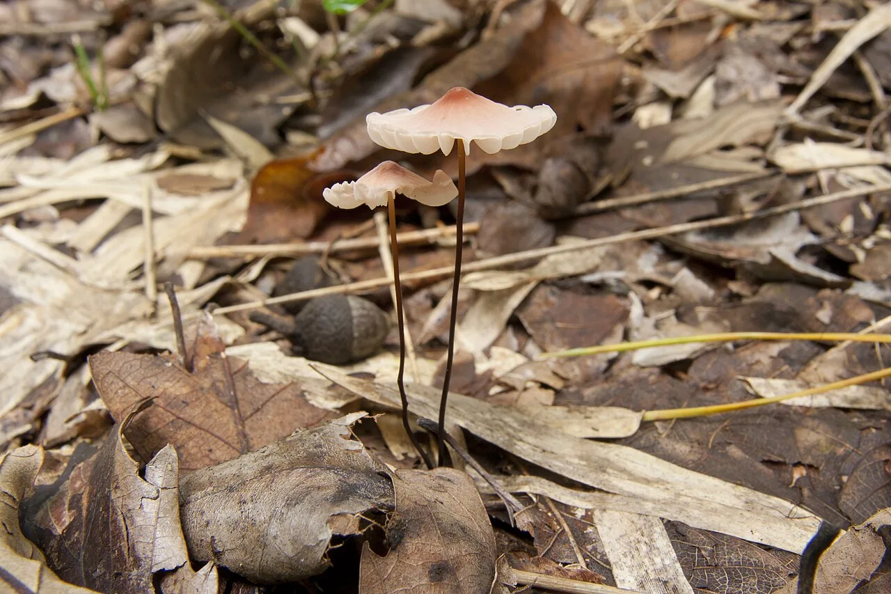Marasmius pulcherripes (Marasmius pulcherripes) — photo mycologique