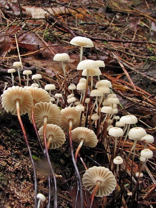 Marasmius rotula (Marasmius rotula) — photo mycologique