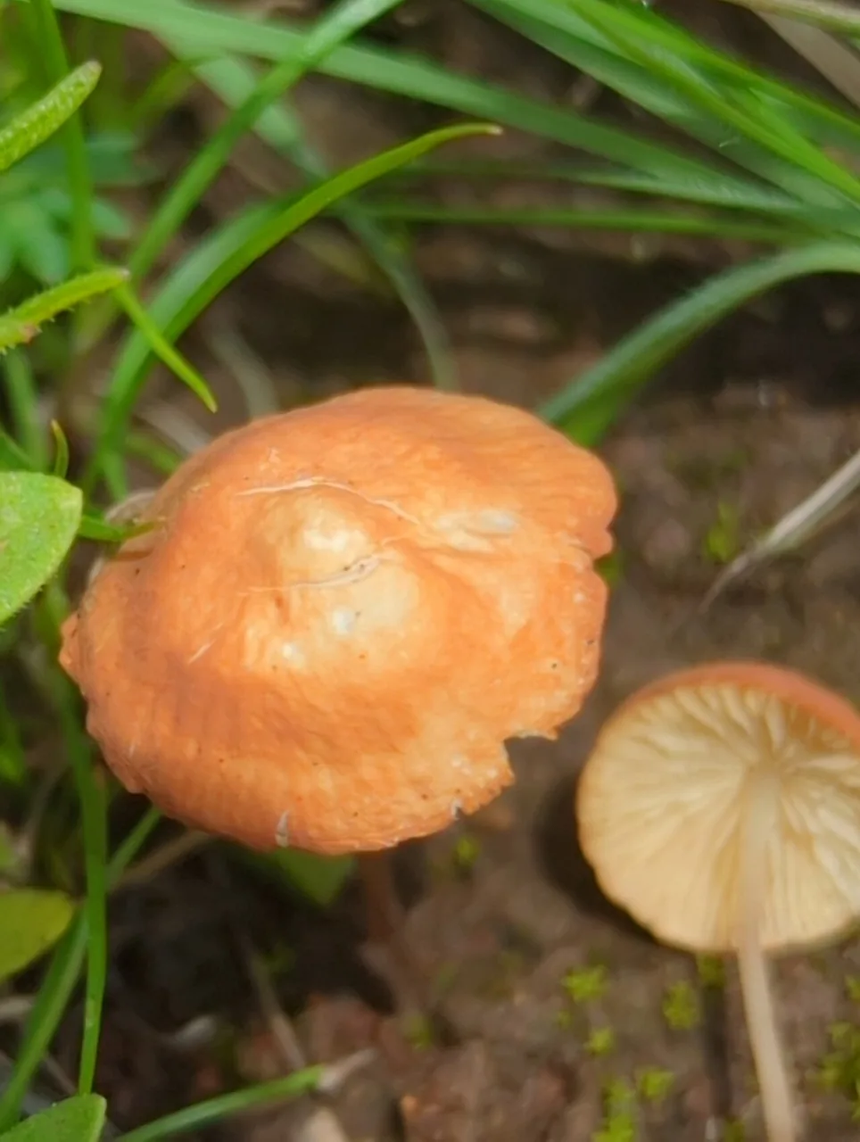 Marasmius vagus (Marasmius vagus) — photo mycologique