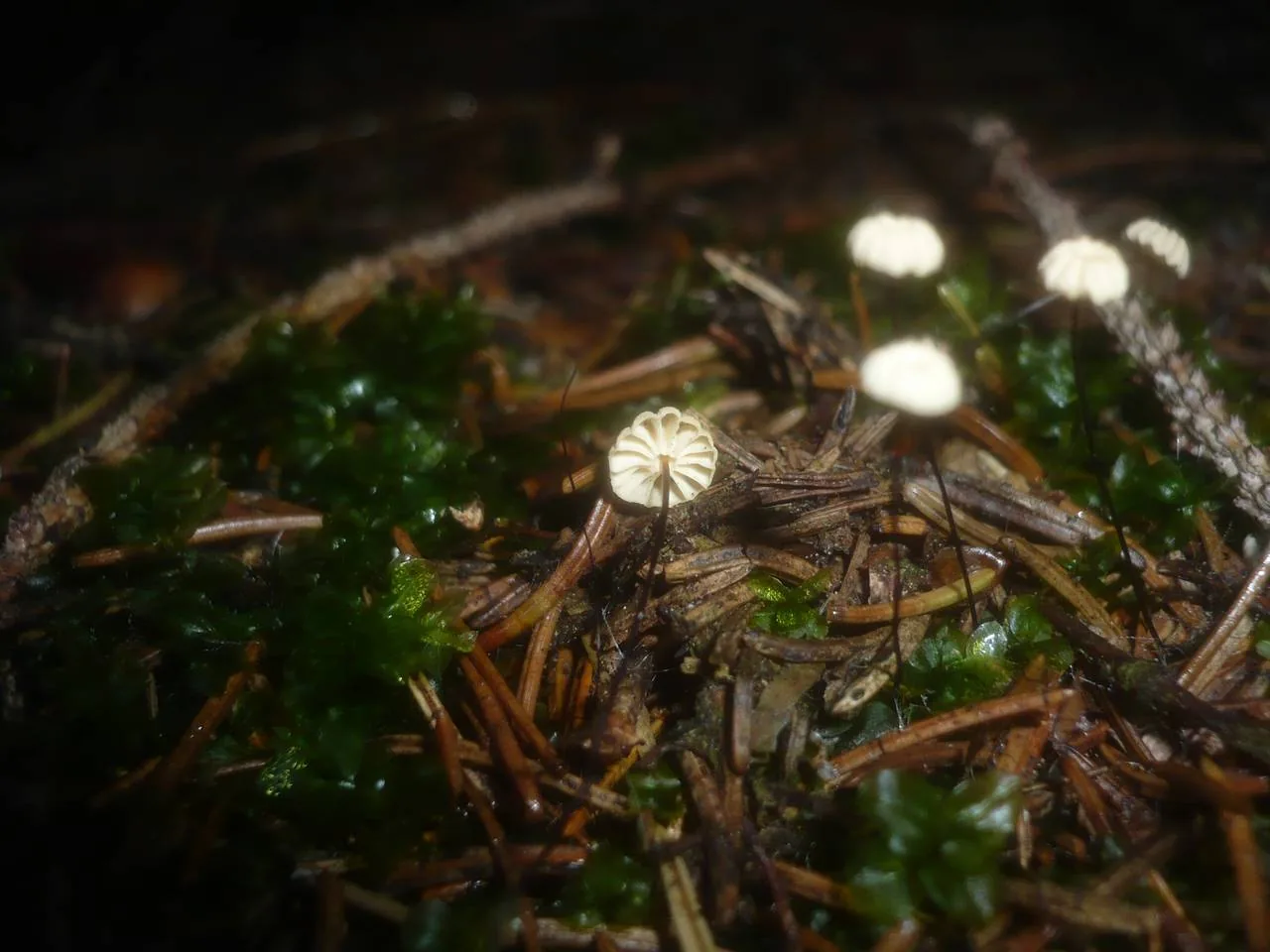 Marasmius wettsteinii (Marasmius wettsteinii) — photo mycologique