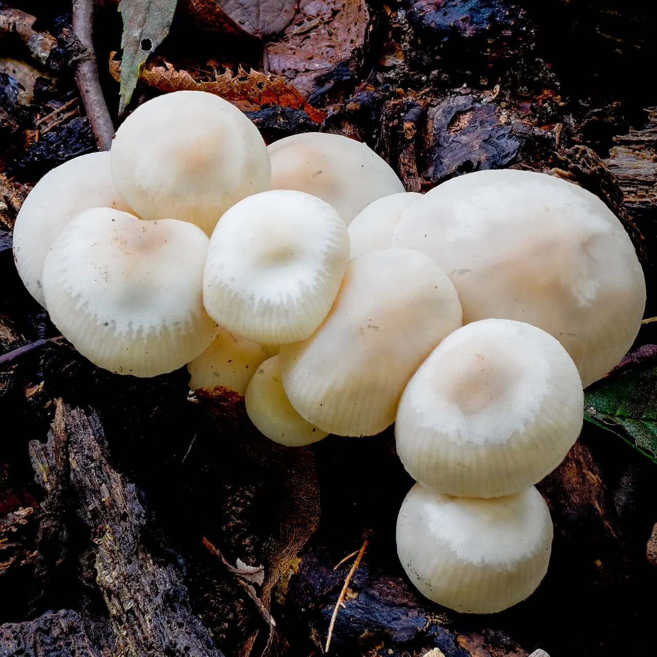 Marasmius wynneae (Marasmius wynneae) — photo mycologique
