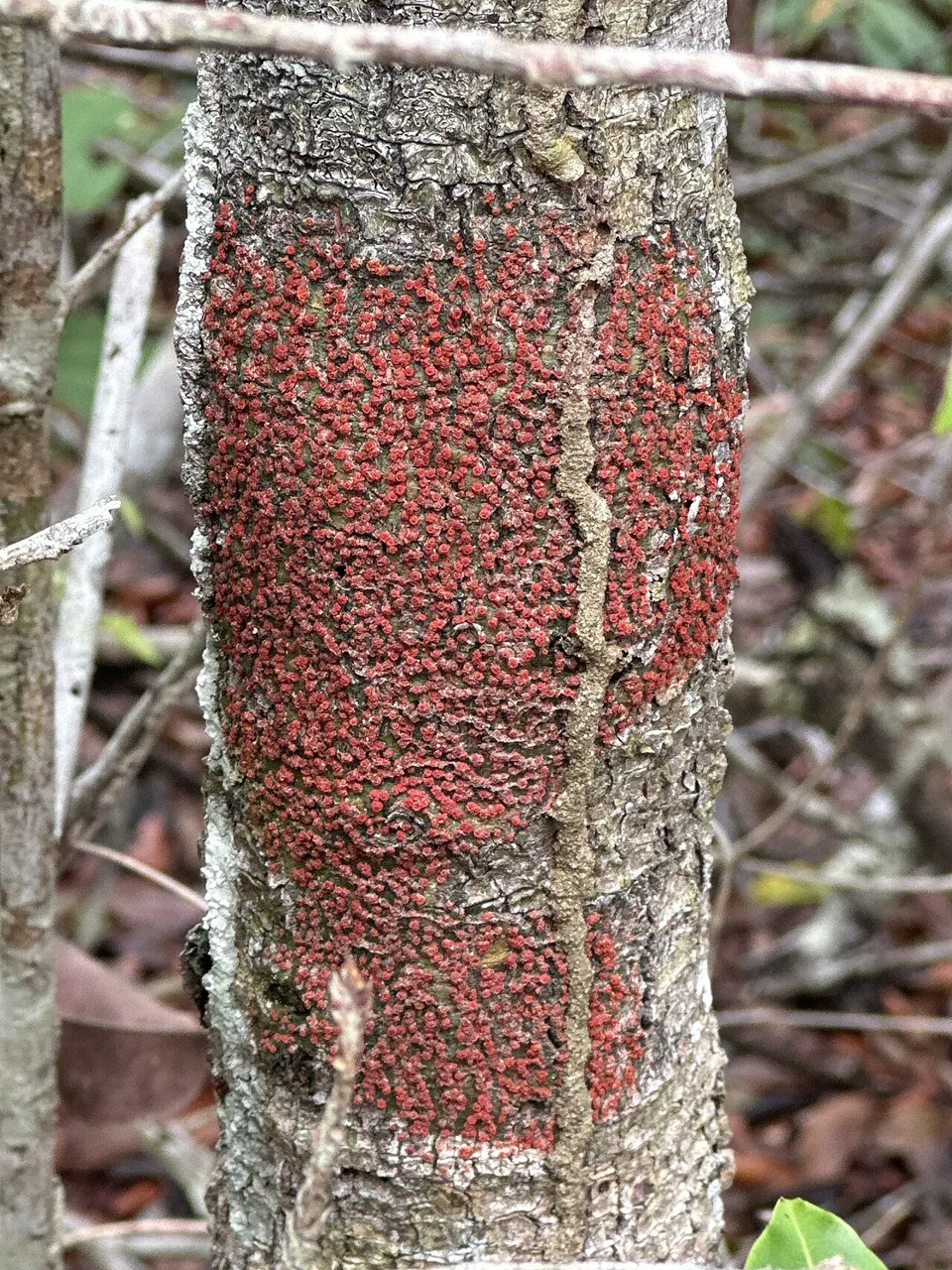 Marcelaria purpurina (Marcelaria purpurina) — photo mycologique