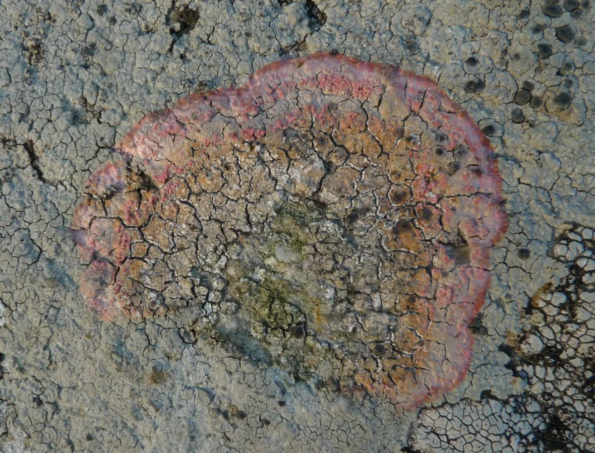 Marchandiomyces corallinus (Marchandiomyces corallinus) — photo mycologique
