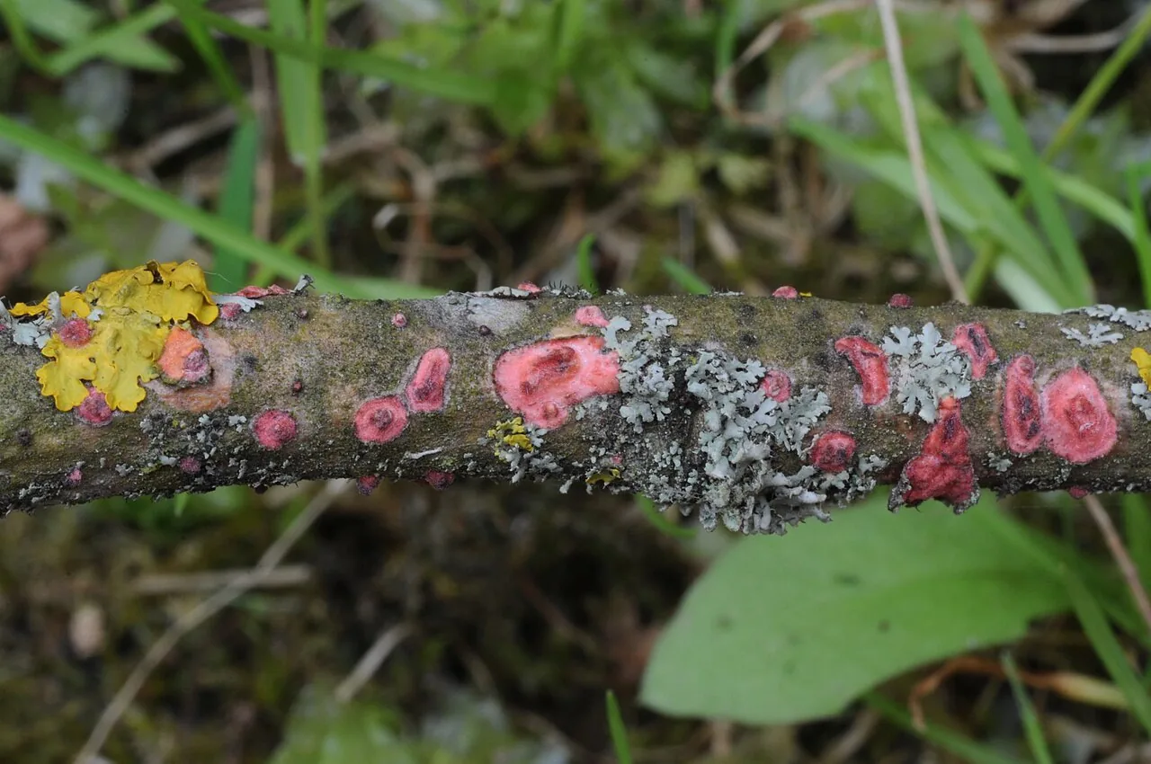 Marchandiomyces quercinus (Marchandiomyces quercinus) — photo mycologique