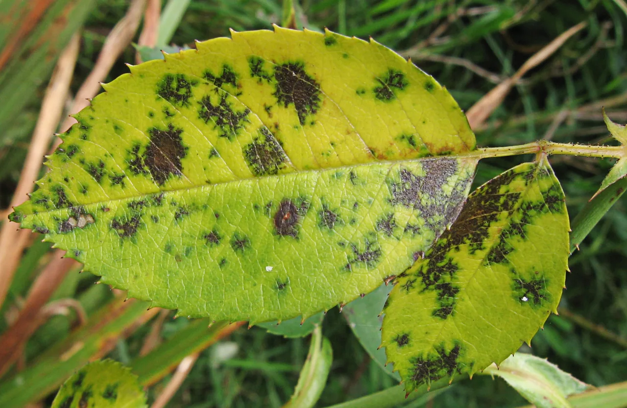 Marssonia adunca (Marssonia adunca) — photo mycologique