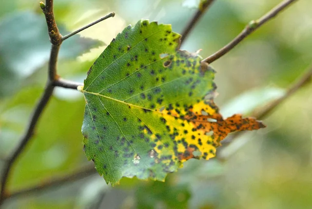 Marssonina lorentzii (Marssonina lorentzii) — photo mycologique