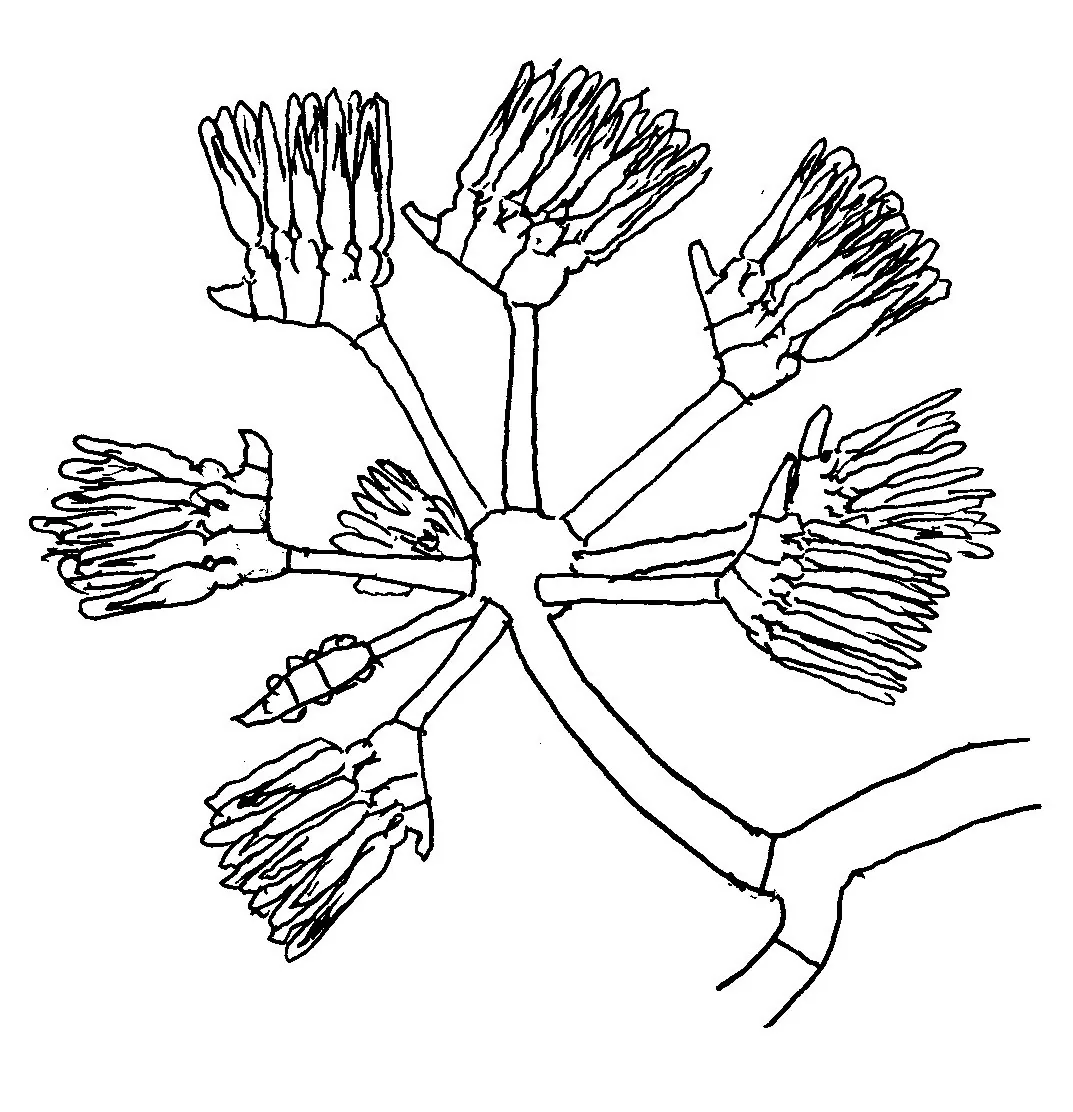 Martensiomyces pterosporus (Martensiomyces pterosporus) — photo mycologique