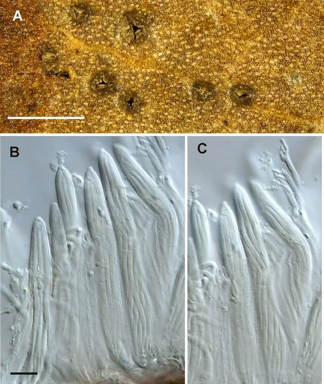 Marthamyces maccormackii (Marthamyces maccormackii) — photo mycologique