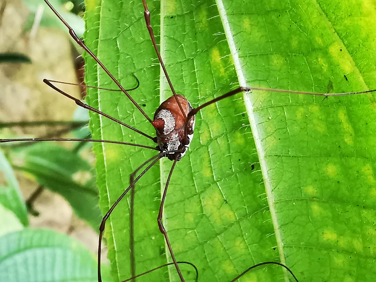 Marthanella nidulosa (Marthanella nidulosa) — photo mycologique