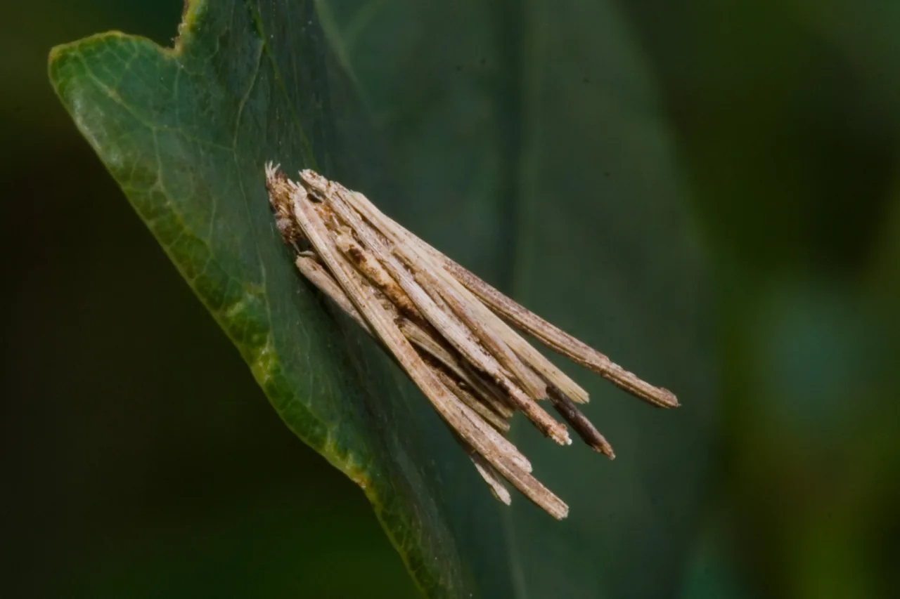 Masonia chlorophorae (Masonia chlorophorae) — photo mycologique