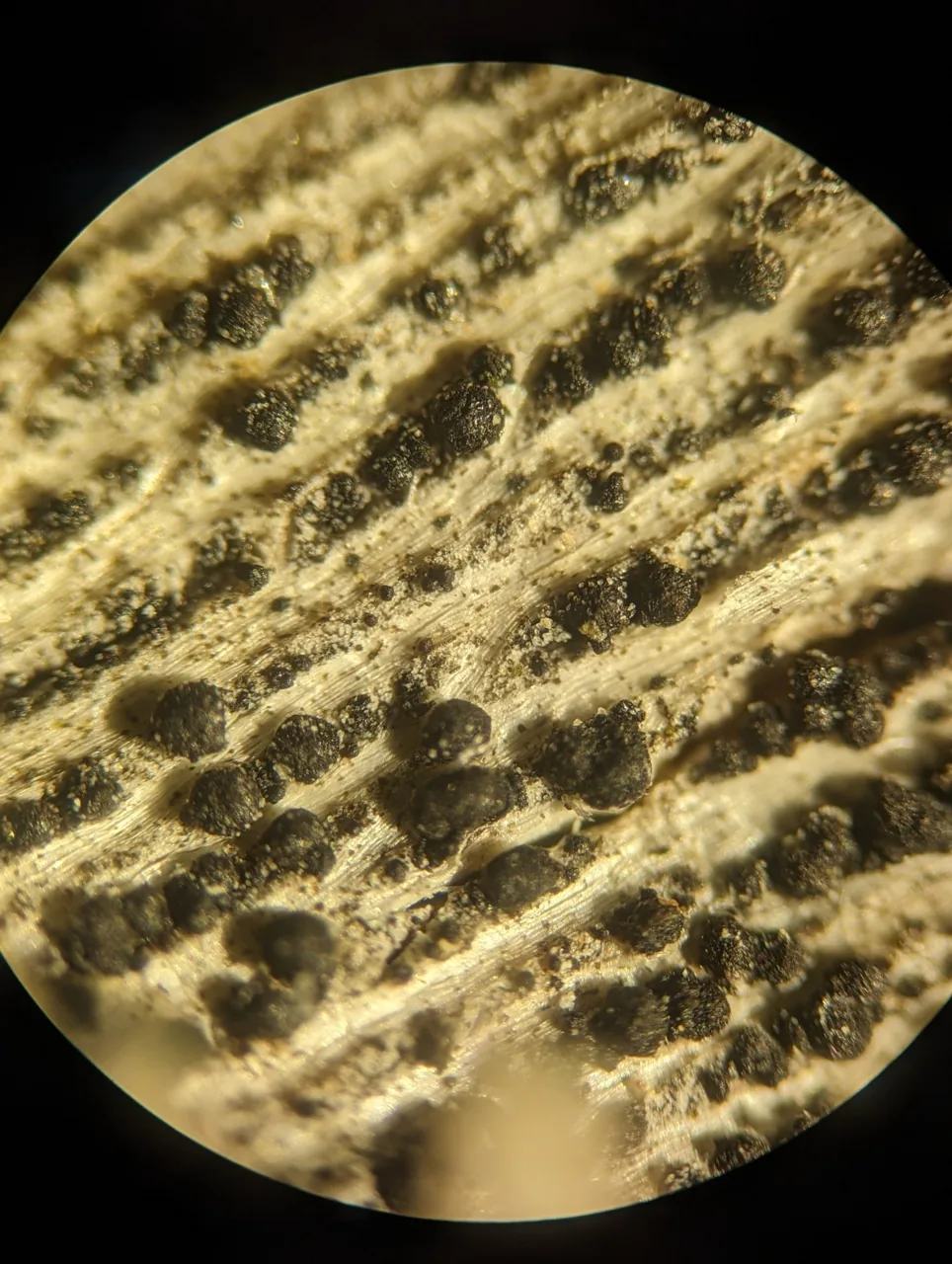 Massaria platani (Massaria platani) — photo mycologique