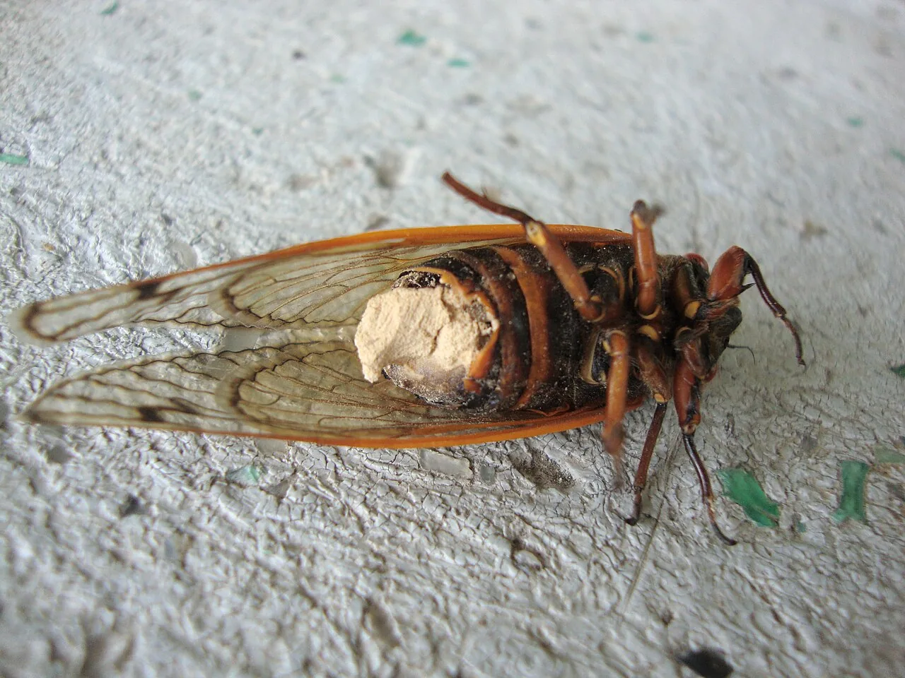Massospora diminuta (Massospora diminuta) — photo mycologique