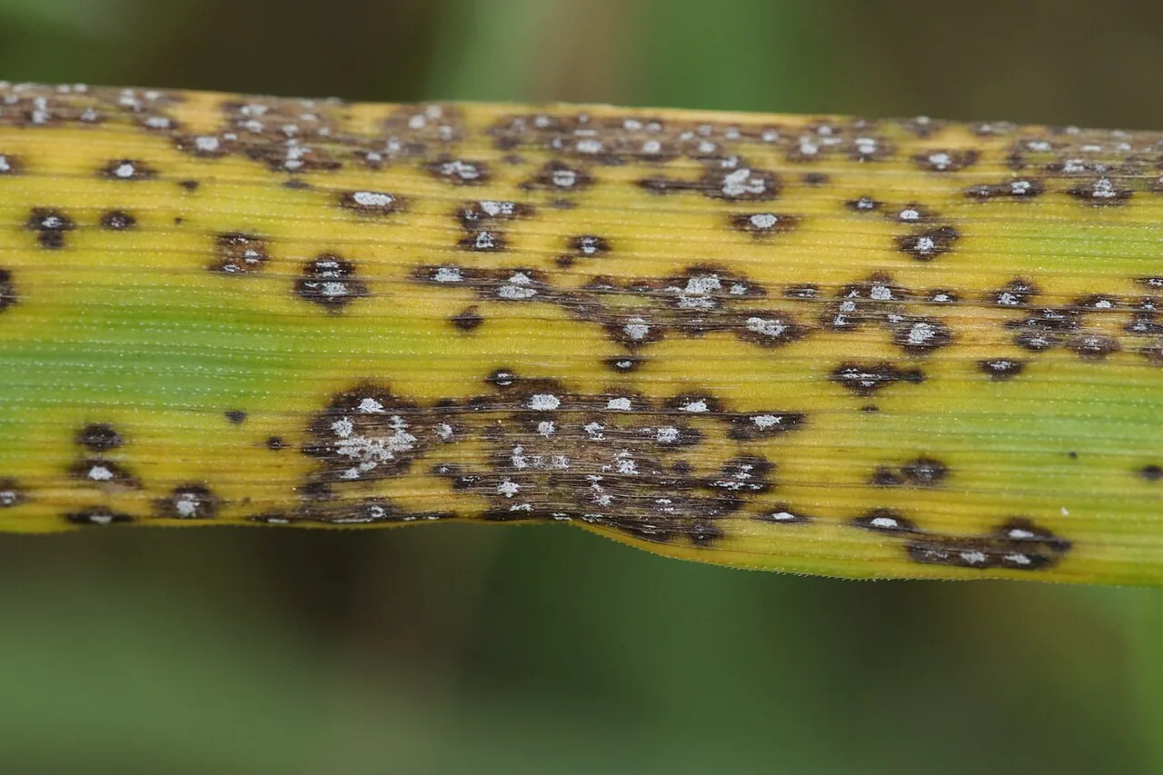 Mastigosporium rubricosum (Mastigosporium rubricosum) — photo mycologique