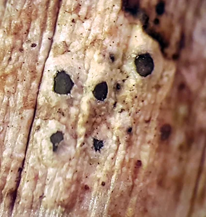 Mazosia tumidula (Mazosia tumidula) — photo mycologique