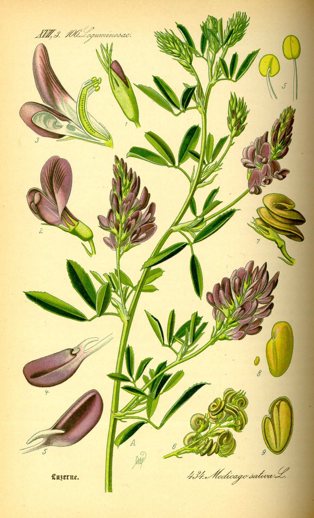 Luzerne (Medicago) — photo botanique