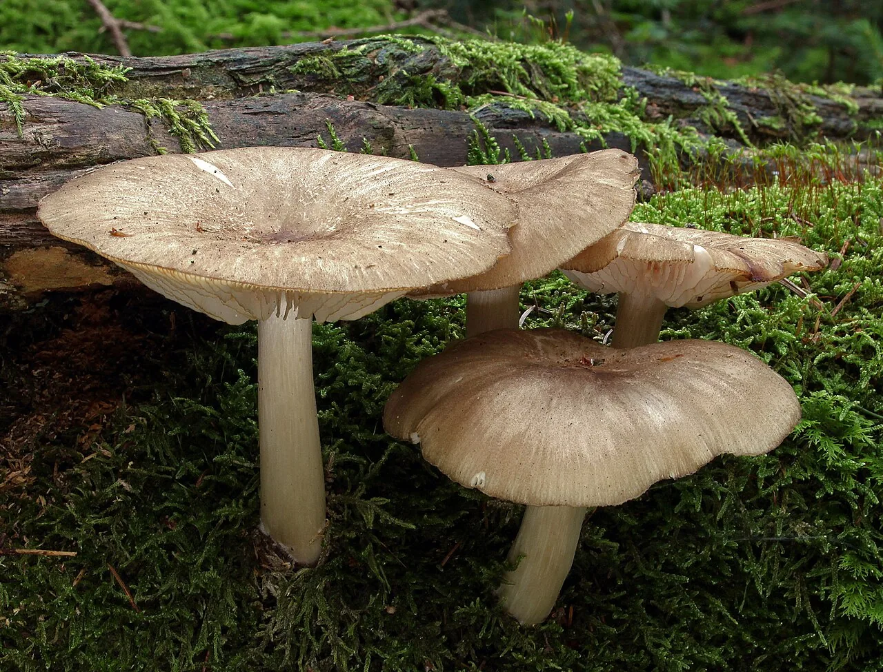 Megacollybia platyphylla (Megacollybia platyphylla) — photo mycologique