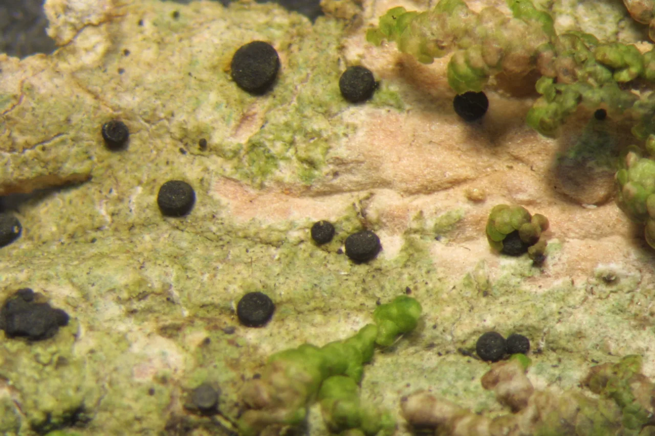 Megalaria columbiana (Megalaria columbiana) — photo mycologique