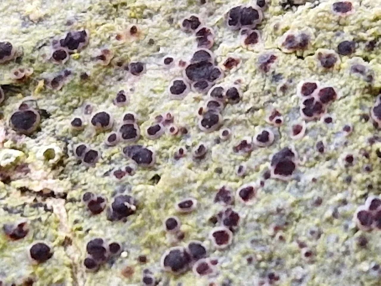 Megalaria laureri (Megalaria laureri) — photo mycologique