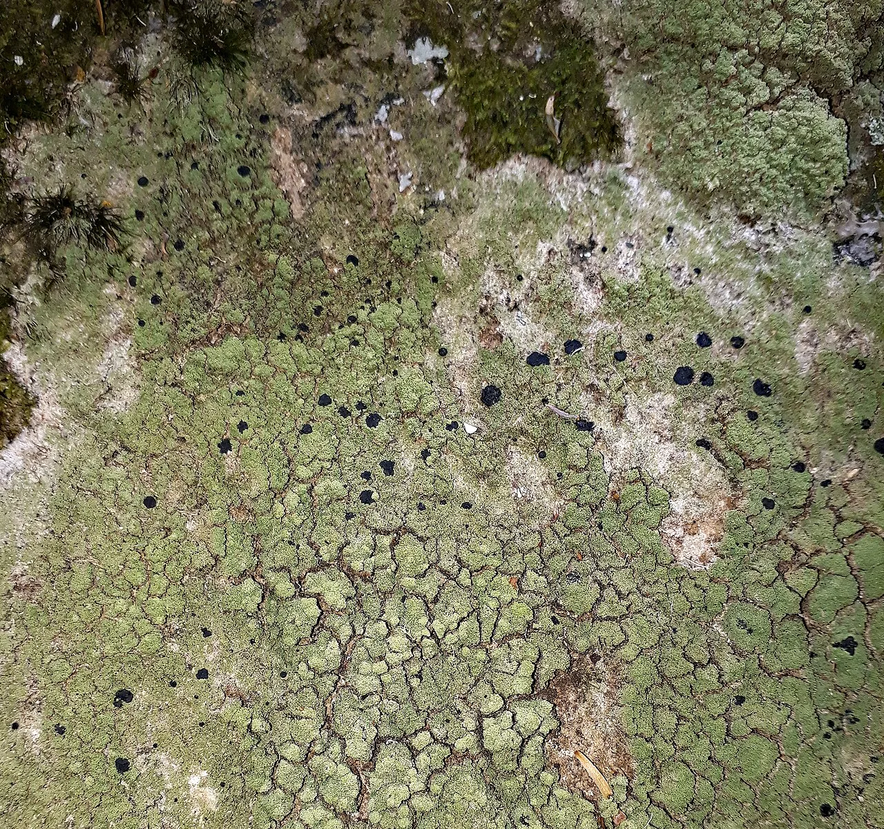 Megalaria maculosa (Megalaria maculosa) — photo mycologique