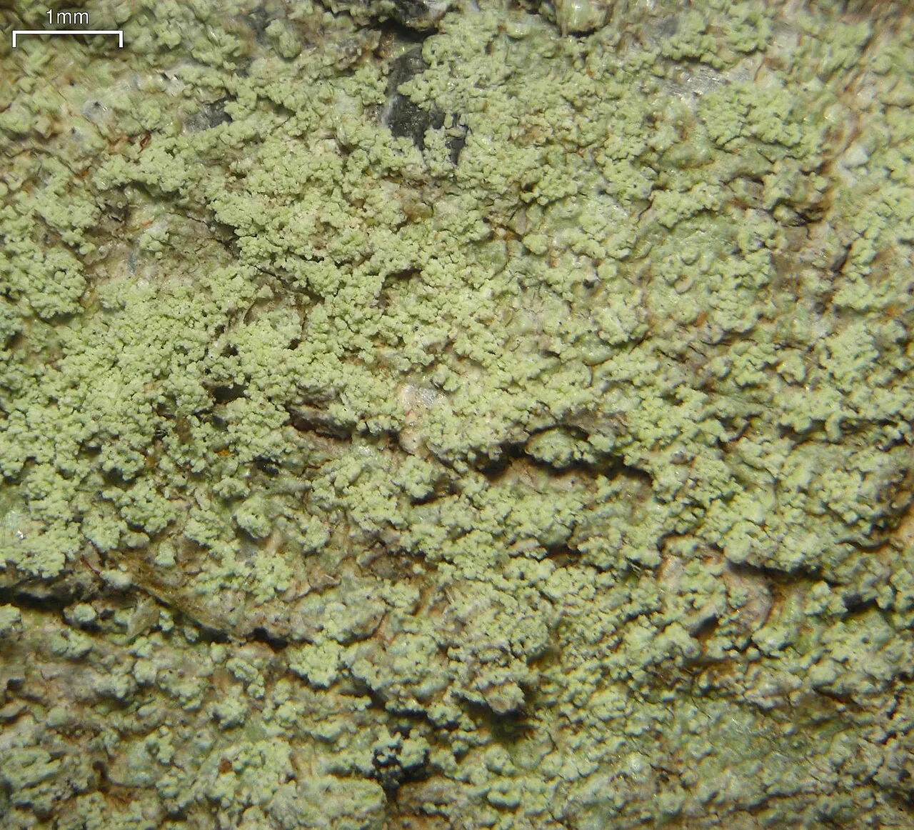 Megalospora coccodes (Megalospora coccodes) — photo mycologique