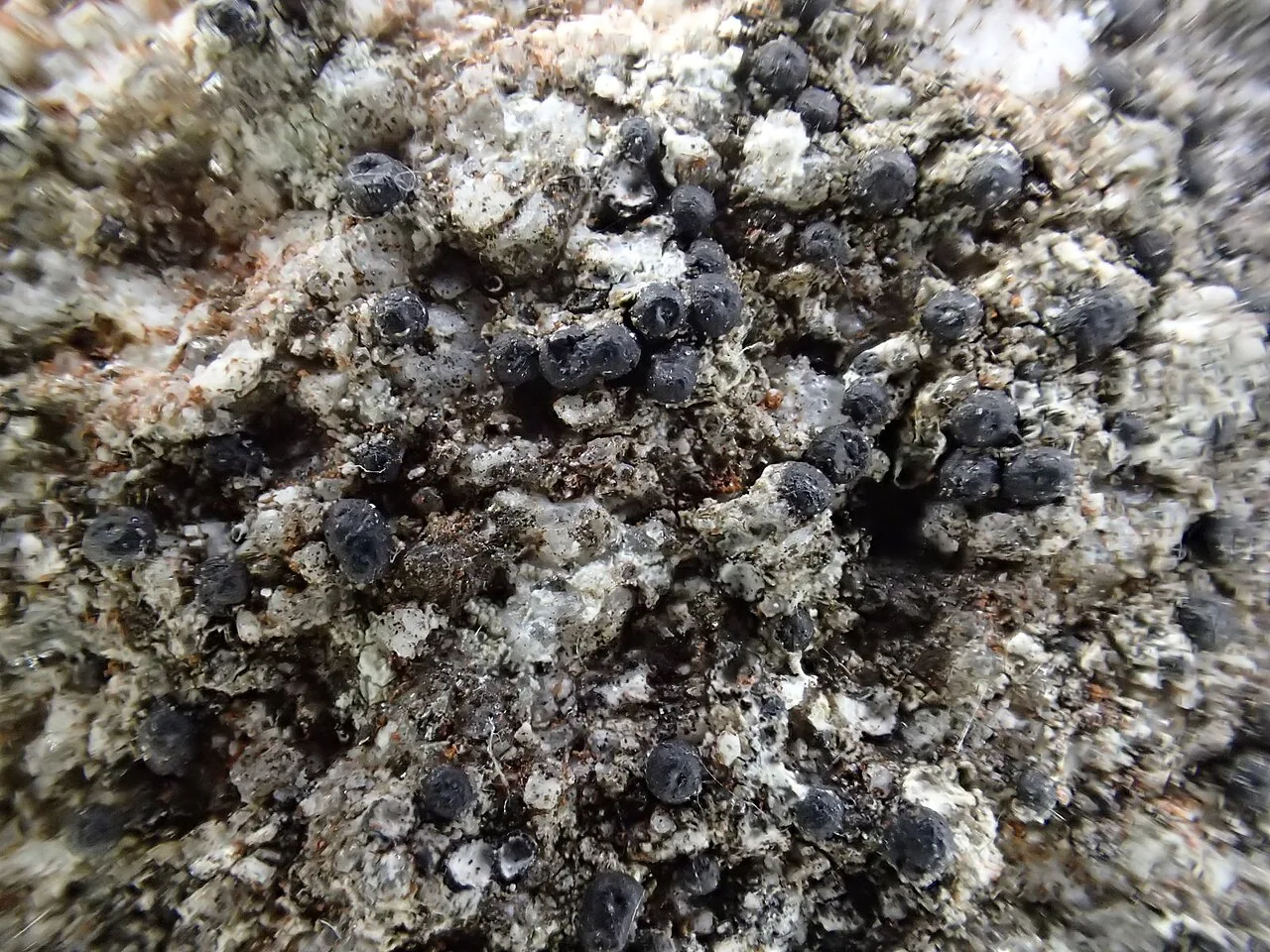 Megalotremis elegans (Megalotremis elegans) — photo mycologique