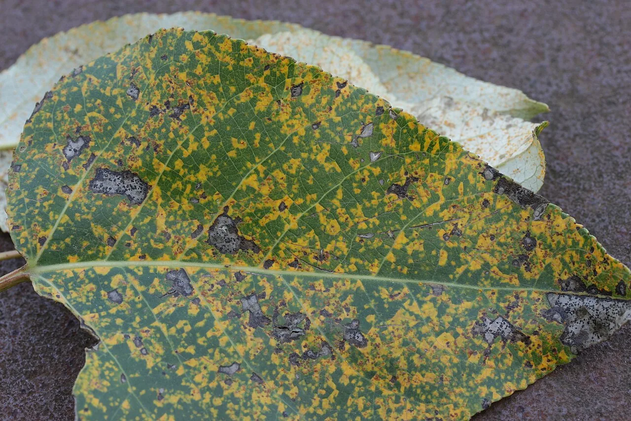Melampsora allii-populina (Melampsora allii-populina) — photo mycologique