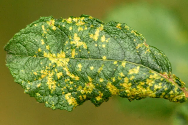 Melampsora caprearum (Melampsora caprearum) — photo mycologique
