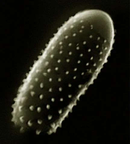 Melampsora confluens (Melampsora confluens) — photo mycologique