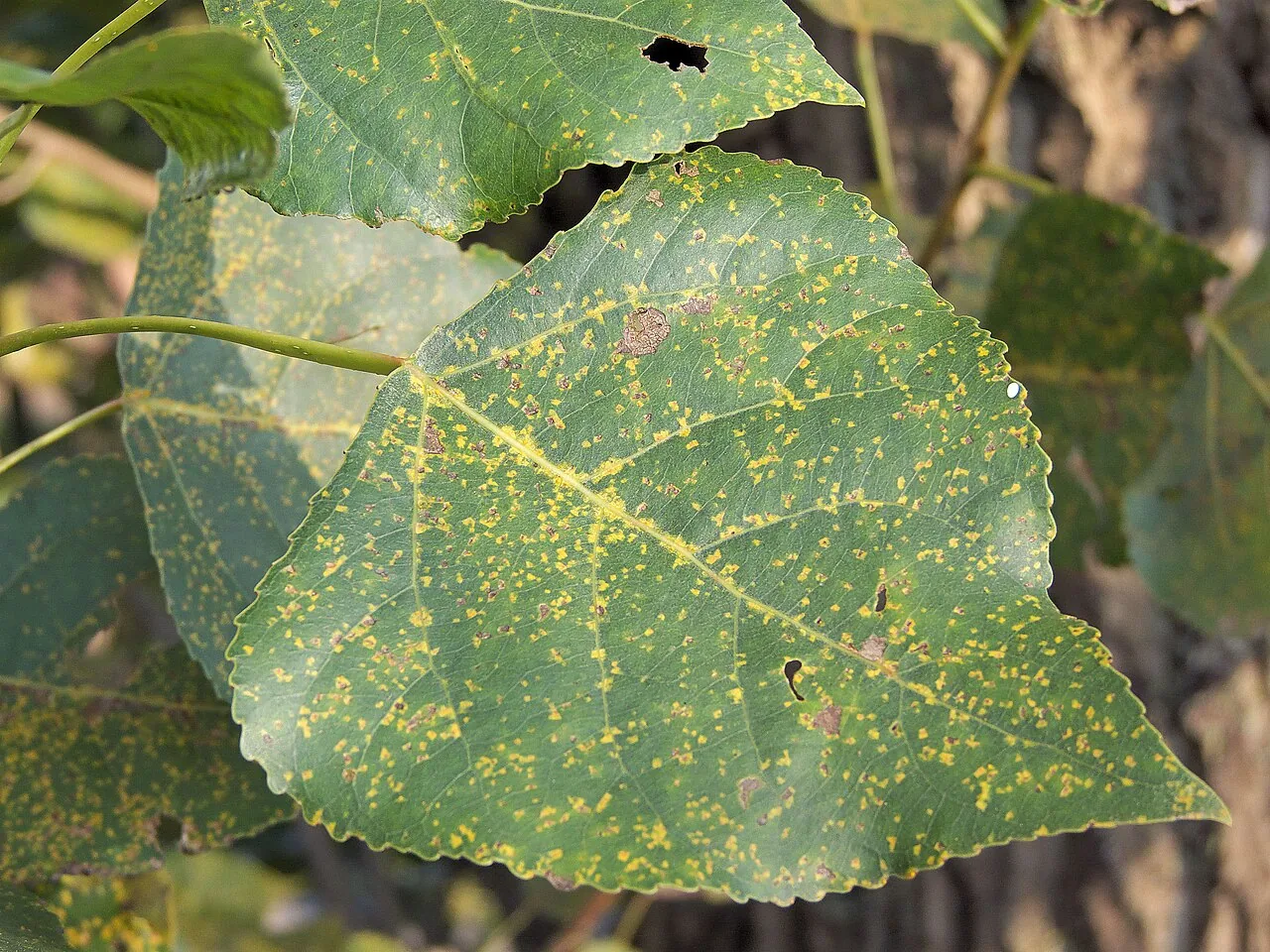 Melampsora laricis-populina (Melampsora laricis-populina) — photo mycologique