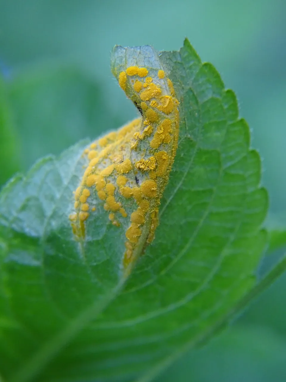 Melampsora rostrupii (Melampsora rostrupii) — photo mycologique