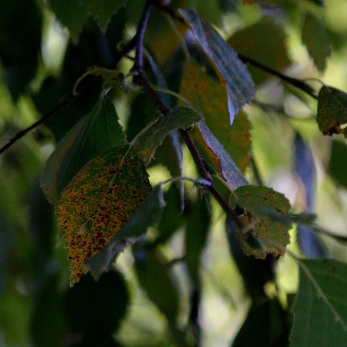 Melampsoridium betulinum (Melampsoridium betulinum) — photo mycologique
