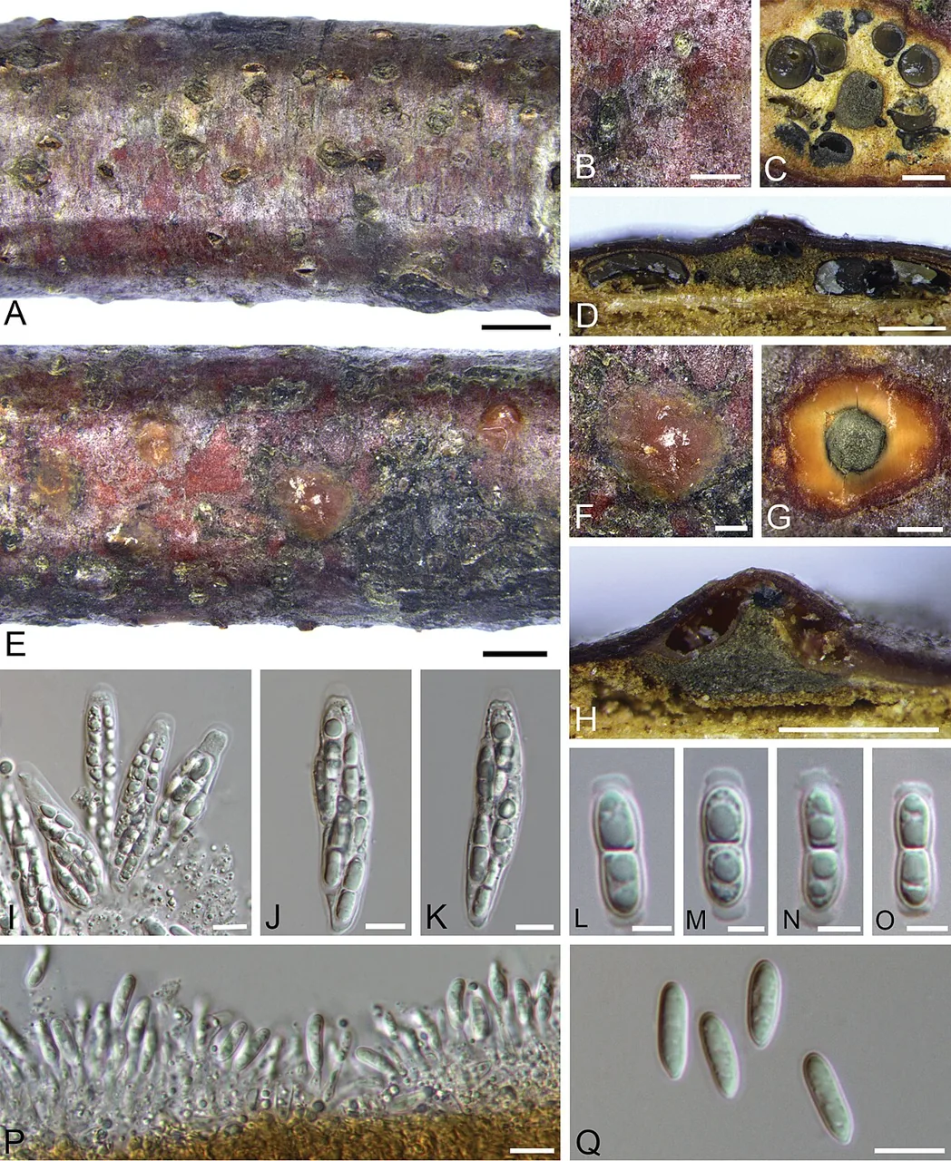 Melanconiella chrysodiscosporina (Melanconiella chrysodiscosporina) — photo mycologique