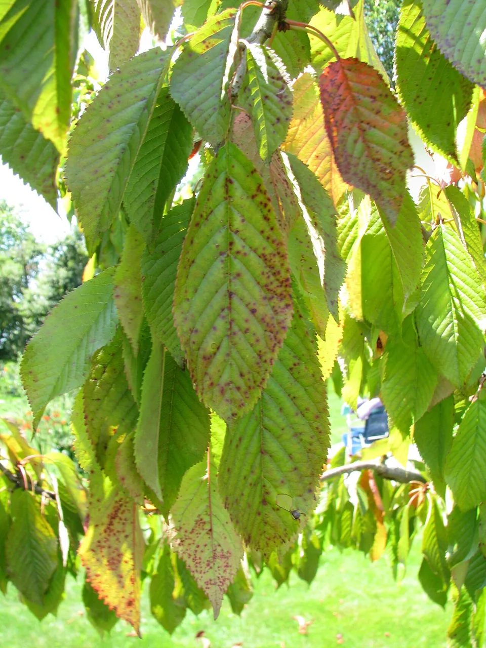 Melanconium hederae (Melanconium hederae) — photo mycologique