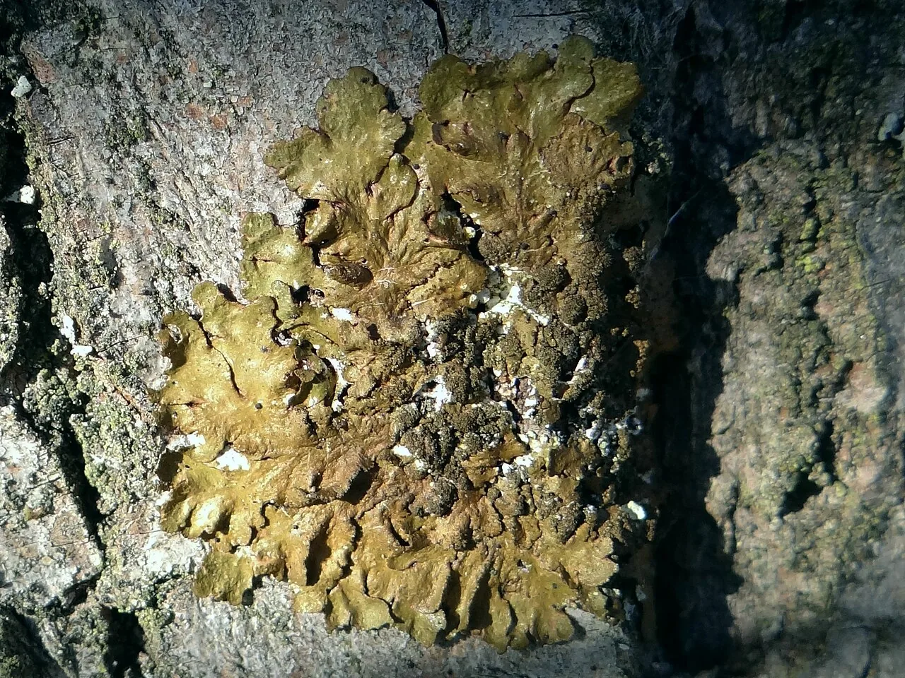 Melanelixia fuliginosa (Melanelixia fuliginosa) — photo mycologique