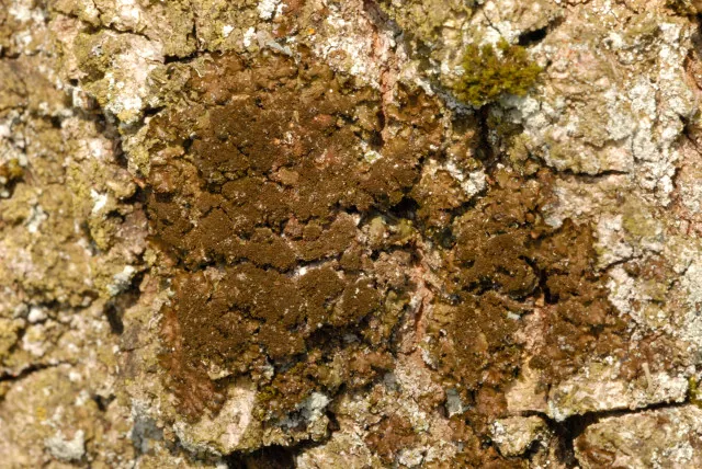 Melanelixia glabroides (Melanelixia glabroides) — photo mycologique