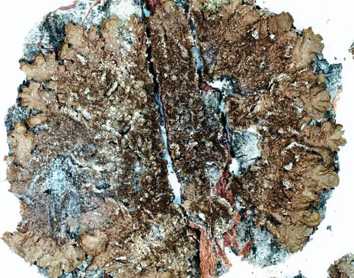 Melanelixia subaurifera (Melanelixia subaurifera) — photo mycologique