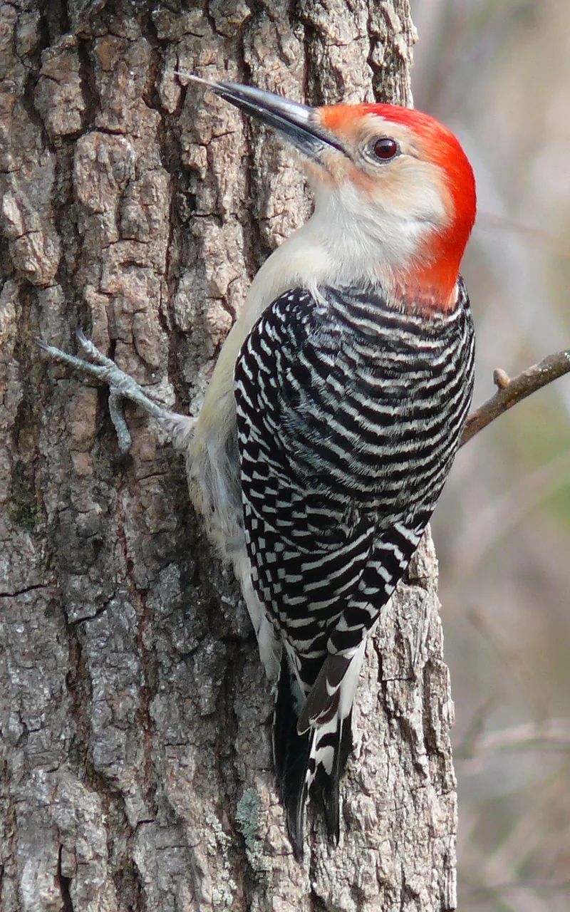 Pic à ventre roux (Melanerpes carolinus) — photo vertébré